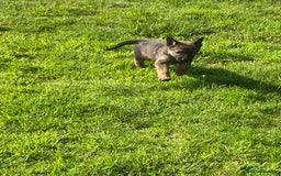 German Shepherd dogs for sale: German shepherd  - Image 9