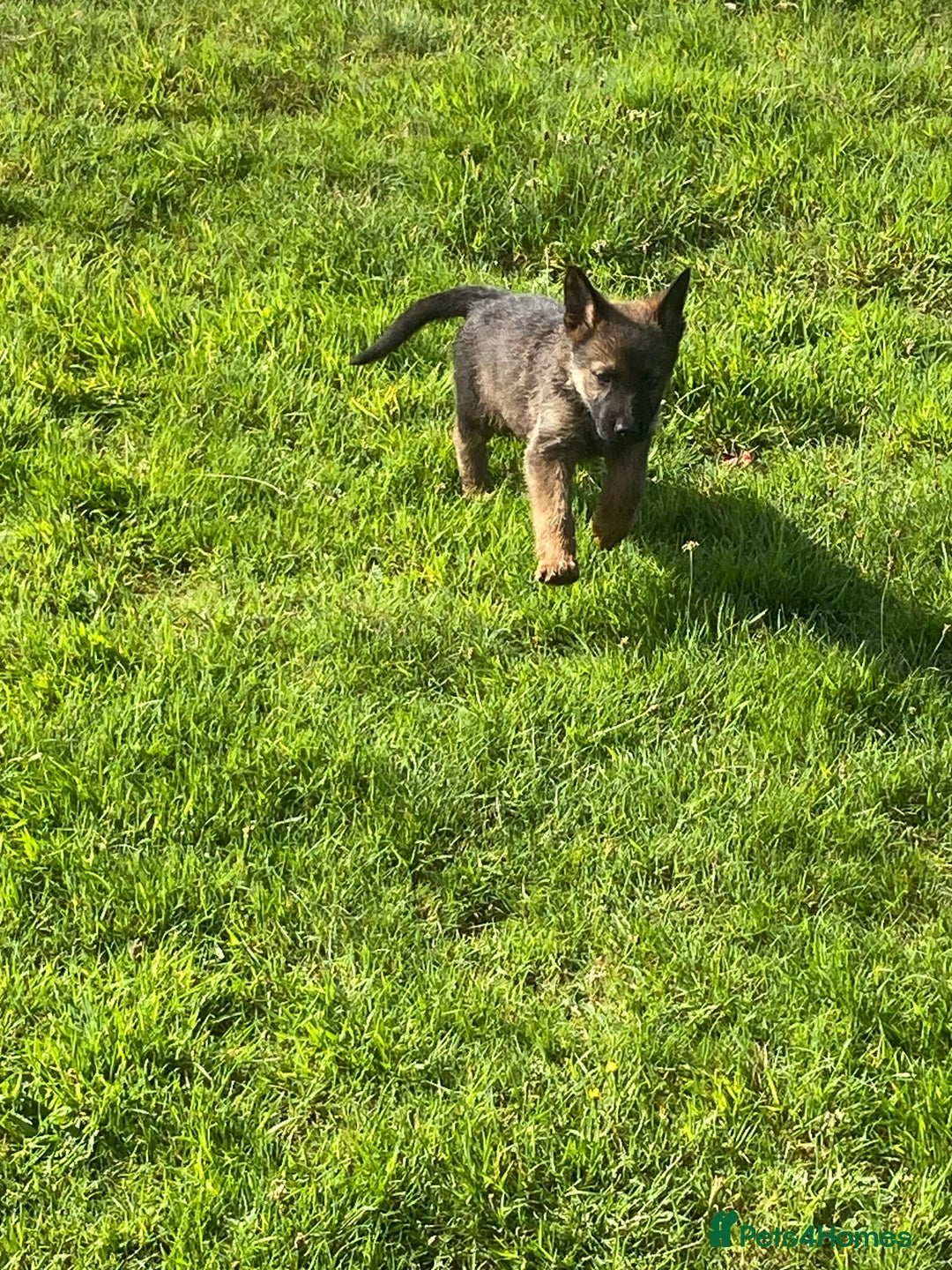German Shepherd dogs for sale: German shepherd  - Image 9