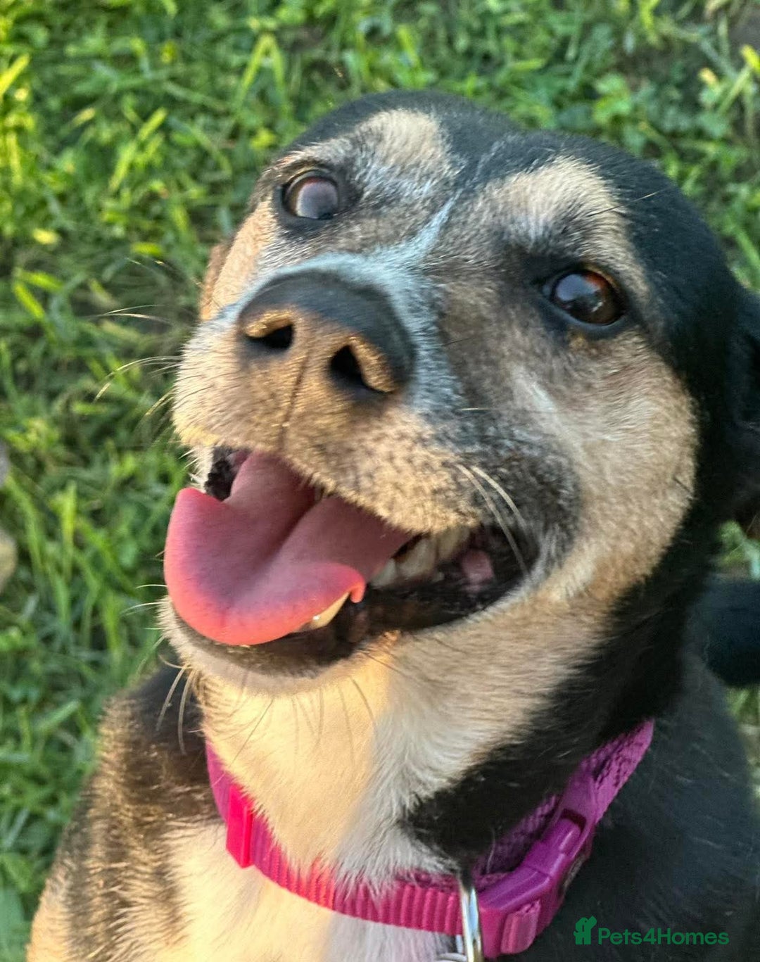 Mixed Breed dogs for sale: SAMIA–A LITTLE DOG WITH A BIG SMILE 🐾❤️ - Image 1
