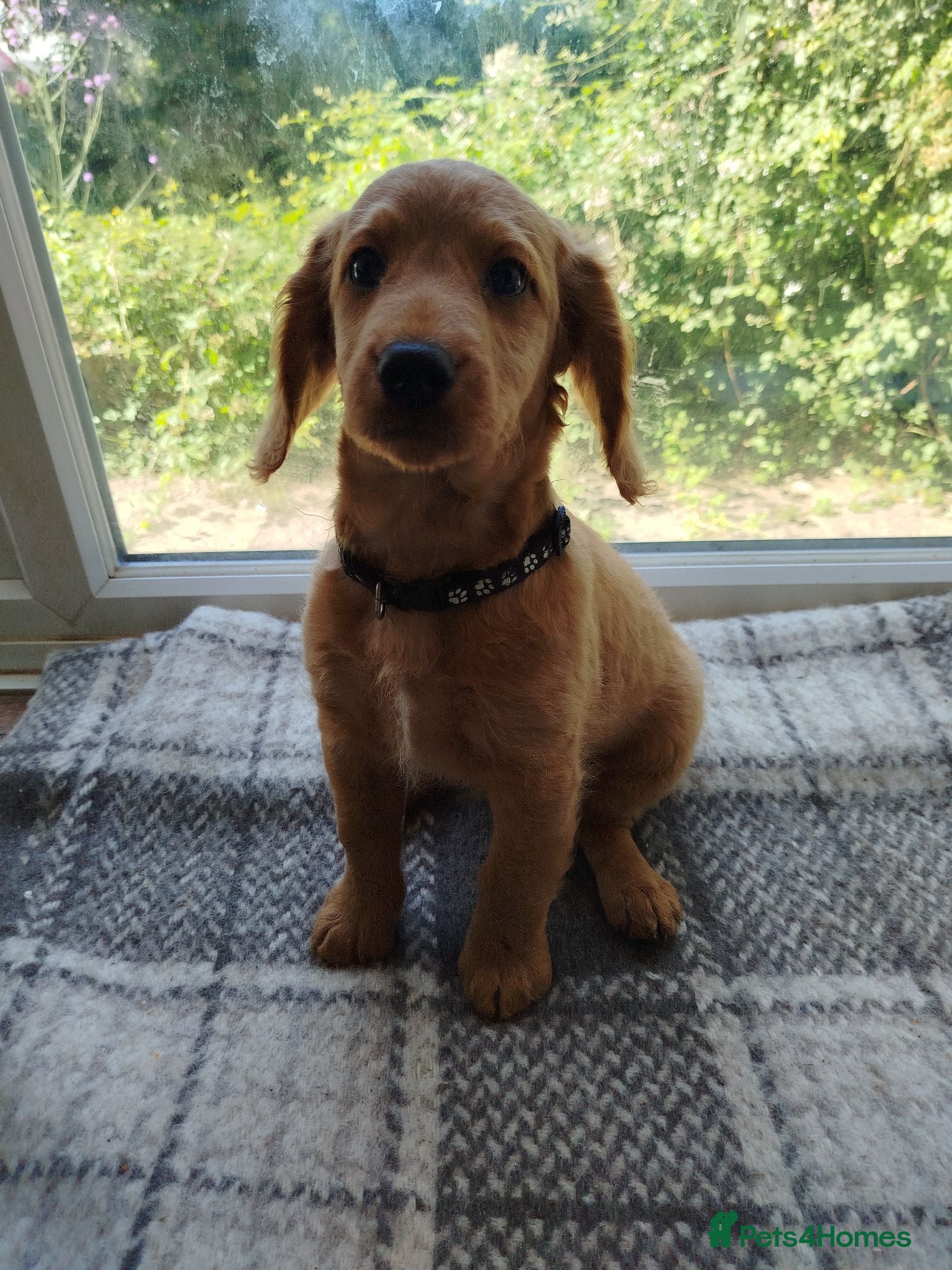 Cockapoo dogs Ready to leave Cockerpoo f2 (3 girls+3 boys - Advert 2