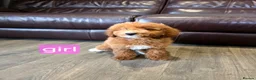 Labradoodle dogs for sale: Adorable F1B Miniature Labradoodle Pups 🐾🩷 - Advert 13