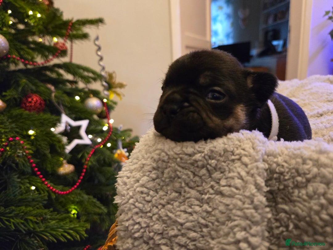 French Bulldog dogs for sale: French bulldog puppies.  - Advert 11