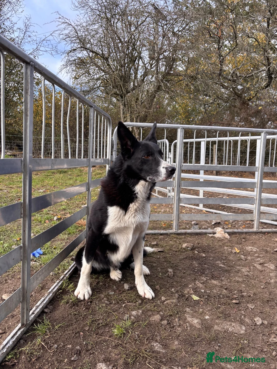 Border Collie dogs for stud: ISDS Collie stud  - Advert 2