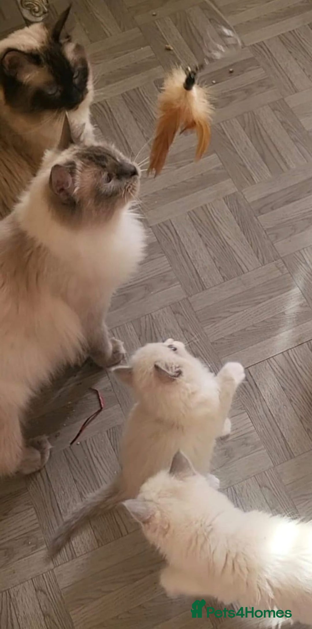 Ragdoll cats for sale: Beautiful purebreed Ragdoll kittens - Advert 8