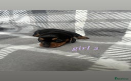 Miniature Dachshund dogs for sale: Miniature Dachshund Pups  - Image 5