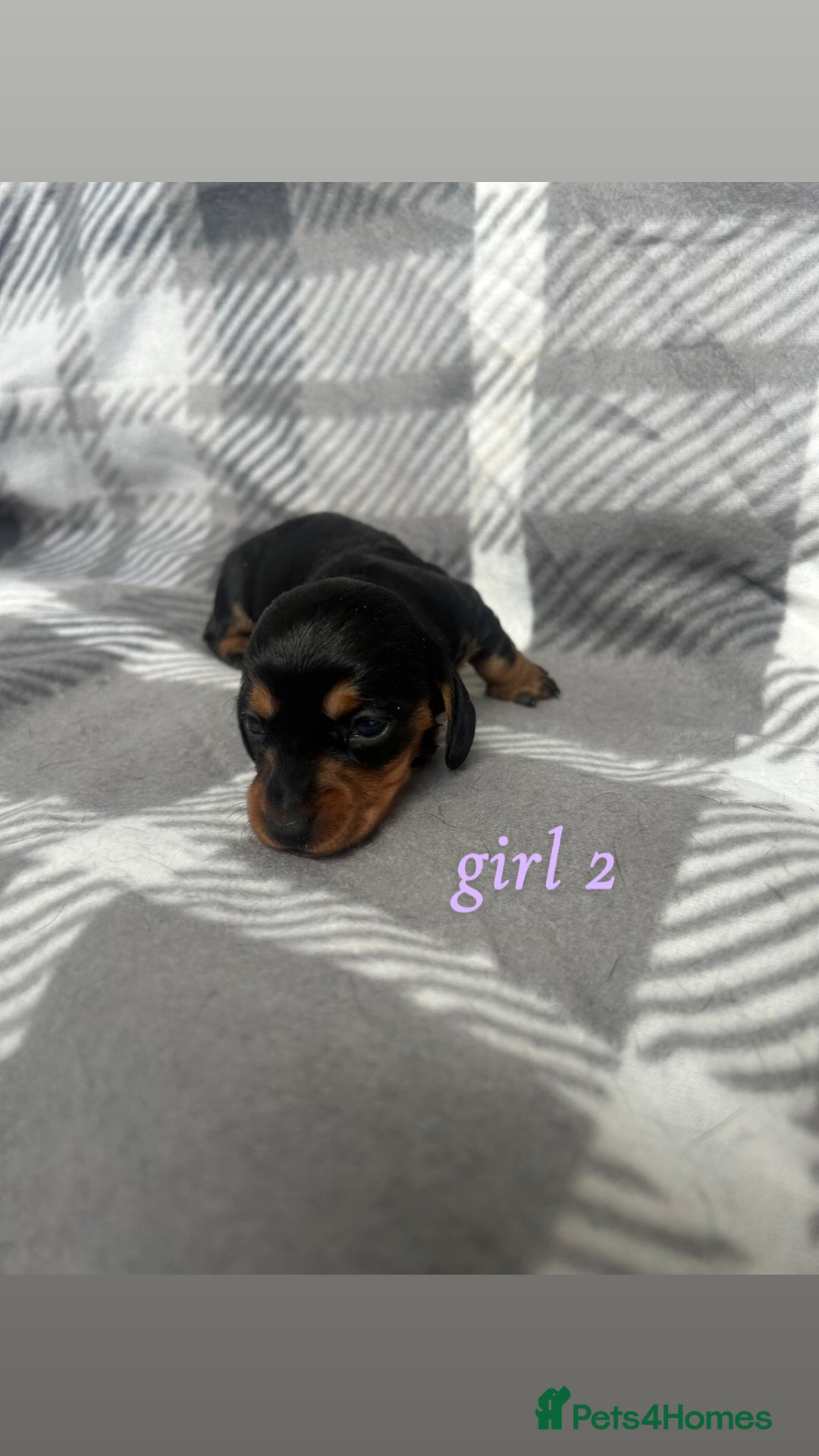 Miniature Dachshund dogs for sale: Miniature Dachshund Pups  - Image 5