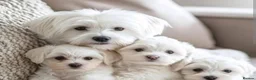 Maltese dogs for sale: Affectionate purebred maltese puppies  in Redcar - Advert 1