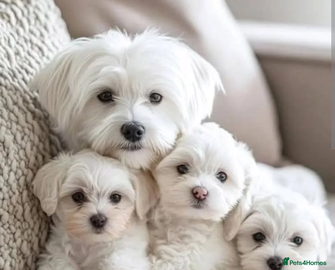 Maltese dogs for sale: Affectionate purebred maltese puppies  in Redcar - Advert 1