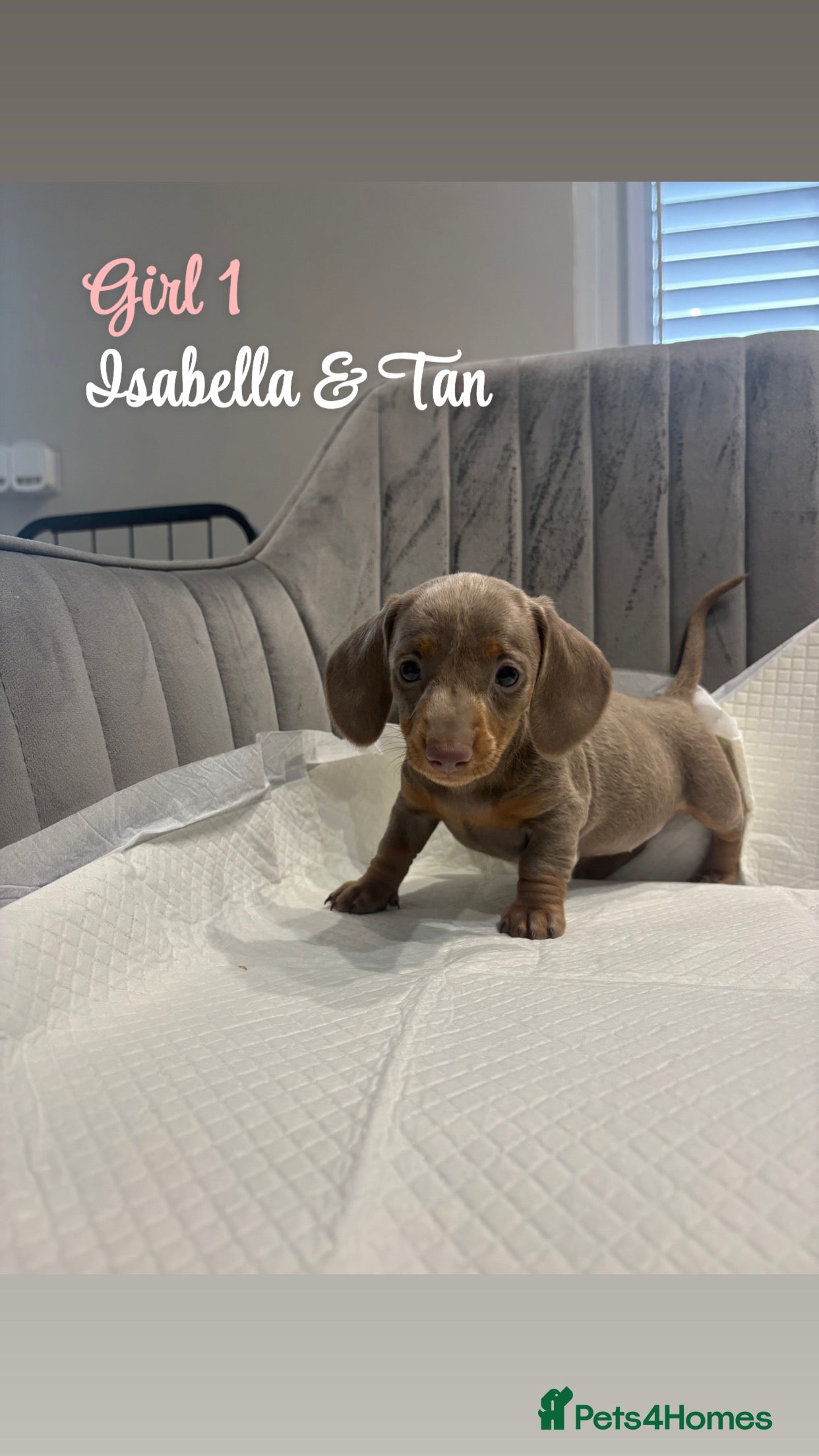 Miniature Dachshund dogs KC Registered Miniature Dachshund puppies for sale - Advert 2
