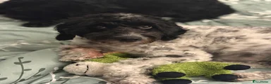 Cockapoo 1