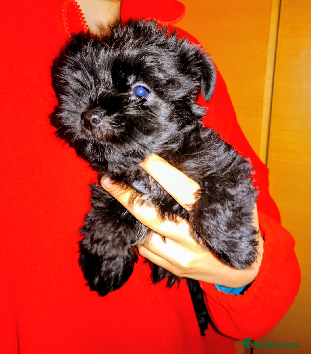 Yorkiepoo dogs for sale: Two male Yorkiepoo puppies 3 months old - Advert 5