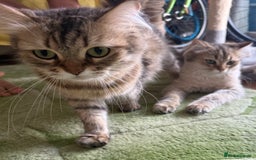 British Longhair cats for sale: British Longhair Kitten for sale  - Image 14