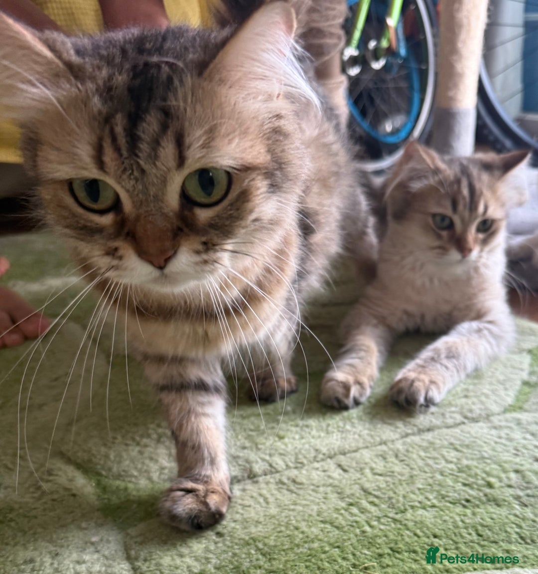 British Longhair cats for sale: British Longhair Kitten for sale  - Image 14