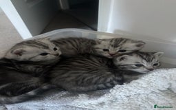Persian cats for sale: Persian chinchillas kittens - Image 6
