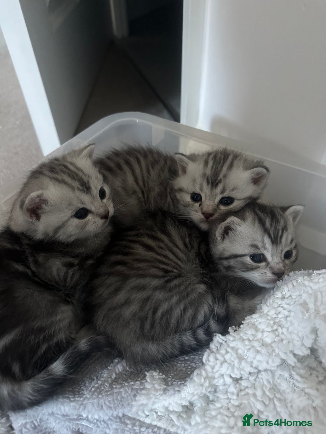Persian cats for sale: Persian chinchillas kittens - Image 6