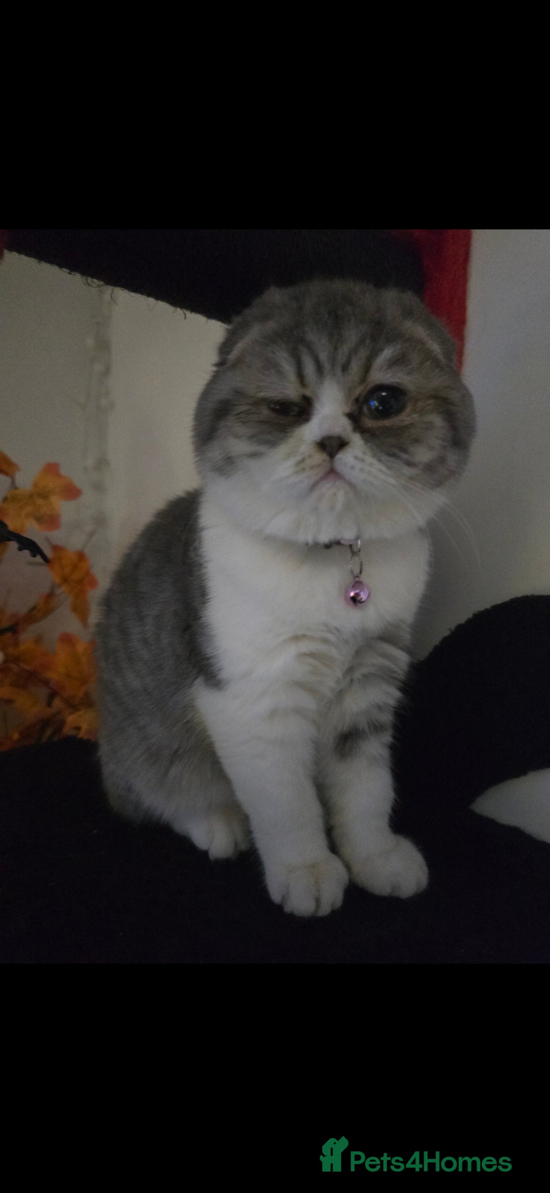 Scottish Fold cats for sale: Rayne & Eden  - Advert 2
