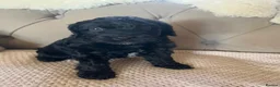 Cockapoo dogs for sale: Lovely F1 Cockapoos in Radstock - Advert 15