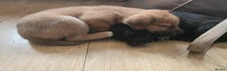 Mixed Breed dogs for sale: Tibetan Mastiff Crossbreed Pups - Advert 23