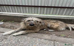Mixed Breed dogs for adoption: LOLA - a superb girl, for a Loving Home - Image 2