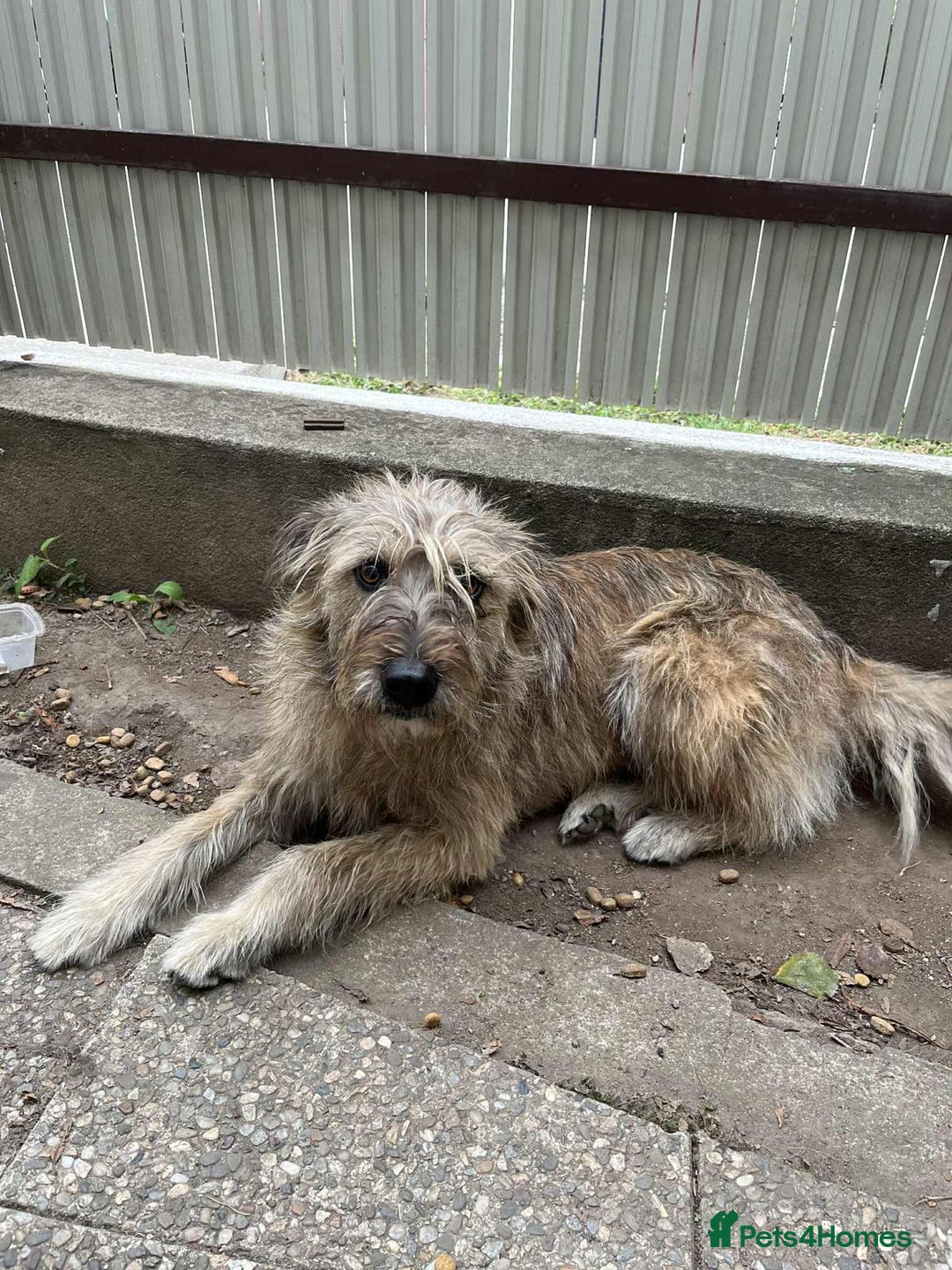 Mixed Breed dogs for adoption: LOLA - a superb girl, for a Loving Home - Image 2