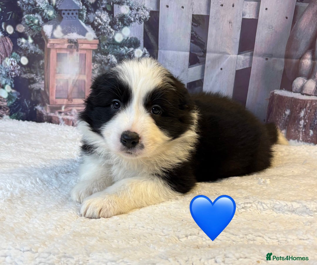 Border Collie dogs for sale: Quality KC Show Line Border Collies 🏅🧬 - Advert 5