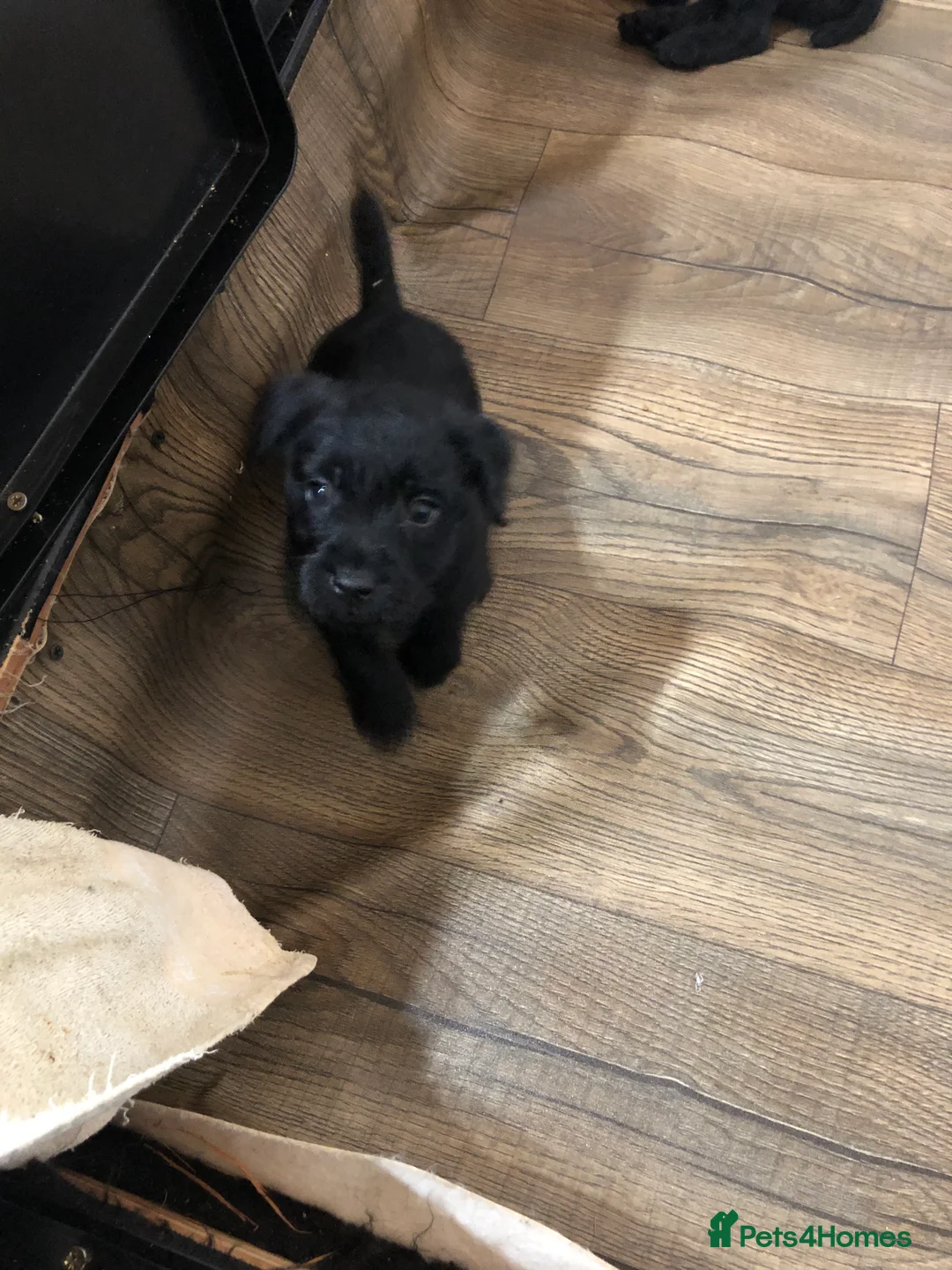 Patterdale Terrier dogs for sale: Patterdale puppies  in Burnley - Advert 8