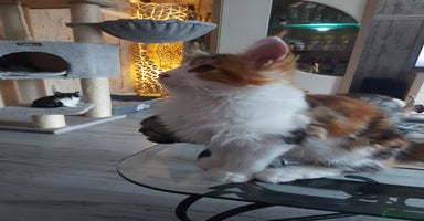 Maine Coon cats - Advert 10