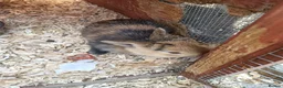 Mixed Breed rabbits for sale: Baby rabbits  - Advert 1