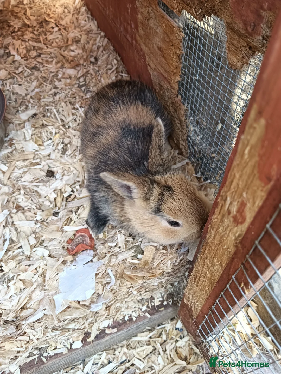 Mixed Breed rabbits for sale: Baby rabbits  - Advert 1