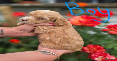 Cockapoo dogs - Advert 4