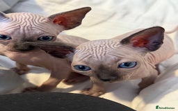 Sphynx cats for sale: sphynx canadian kittens ready to leave now  - Image 20