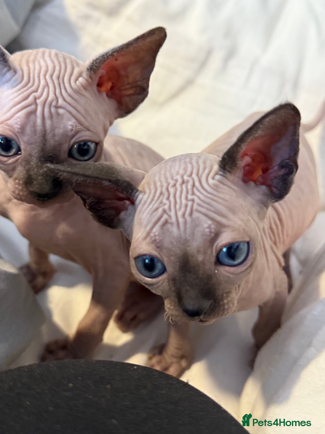 Sphynx cats for sale: sphynx canadian kittens ready to leave now  - Image 20