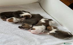 English Bulldog dogs for sale: KC Reg English Bulldog Pups - Image 25