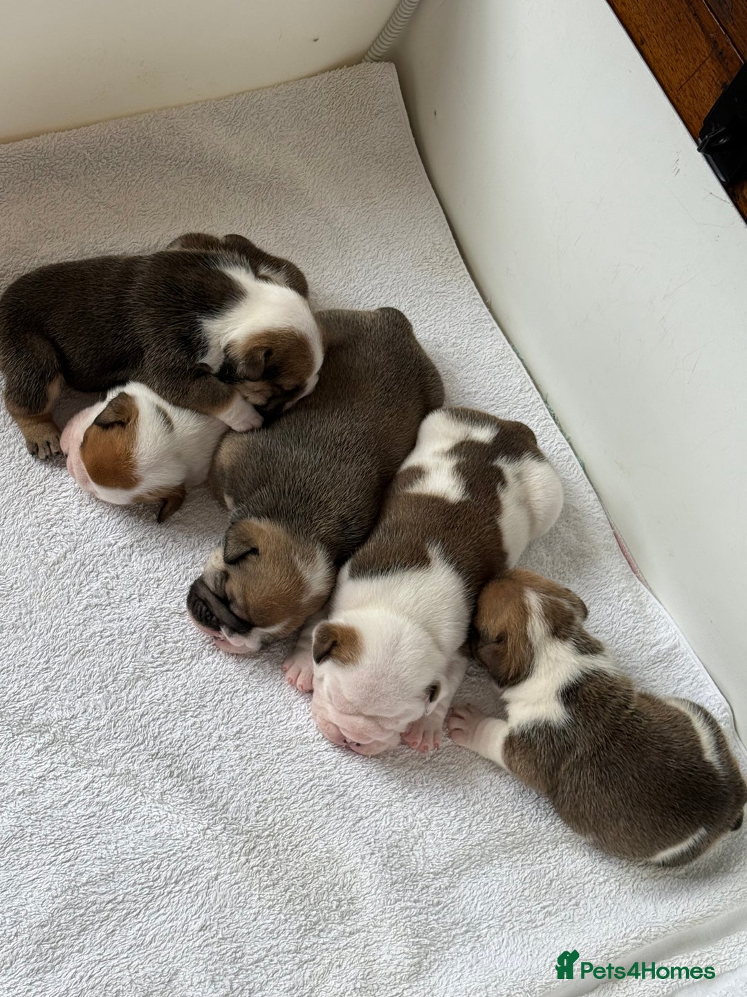 English Bulldog dogs for sale: KC Reg English Bulldog Pups - Image 25