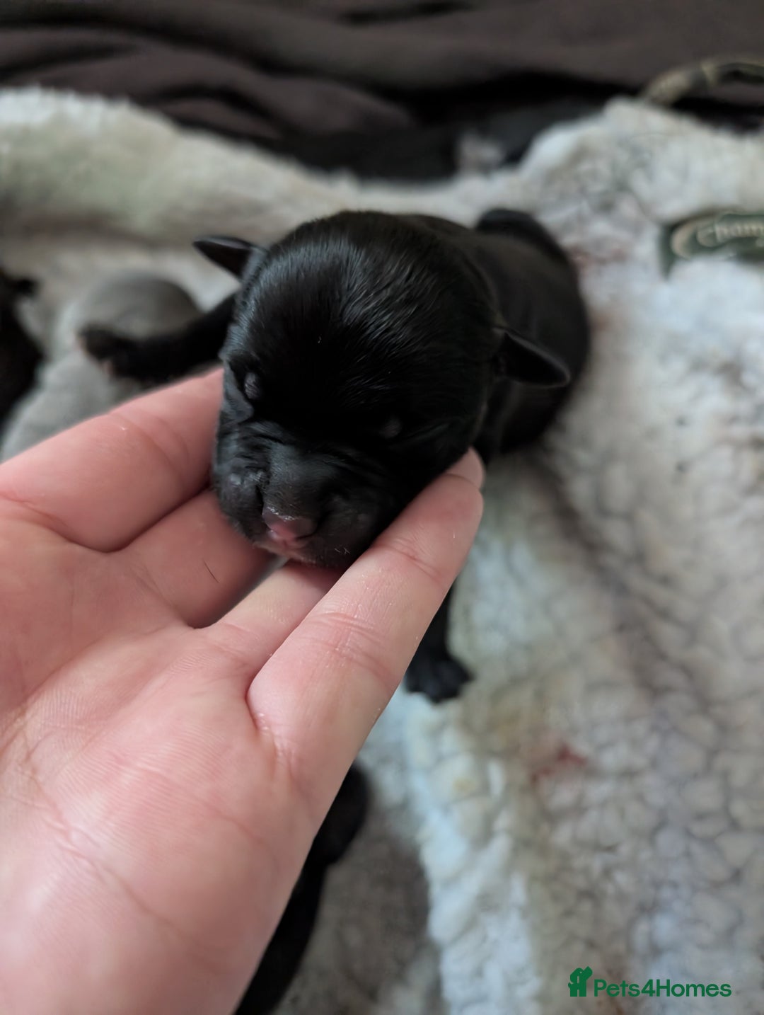 Staffordshire Bull Terrier dogs for sale: Ms/Mister - Image 33