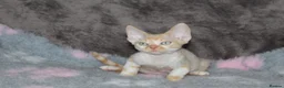 Devon Rex cats for sale: Ch lines Devon Rex - Advert 7
