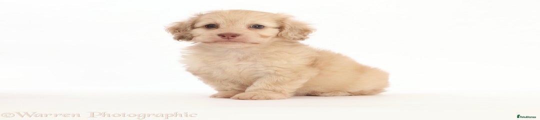 Doxiepoo Puppy 2