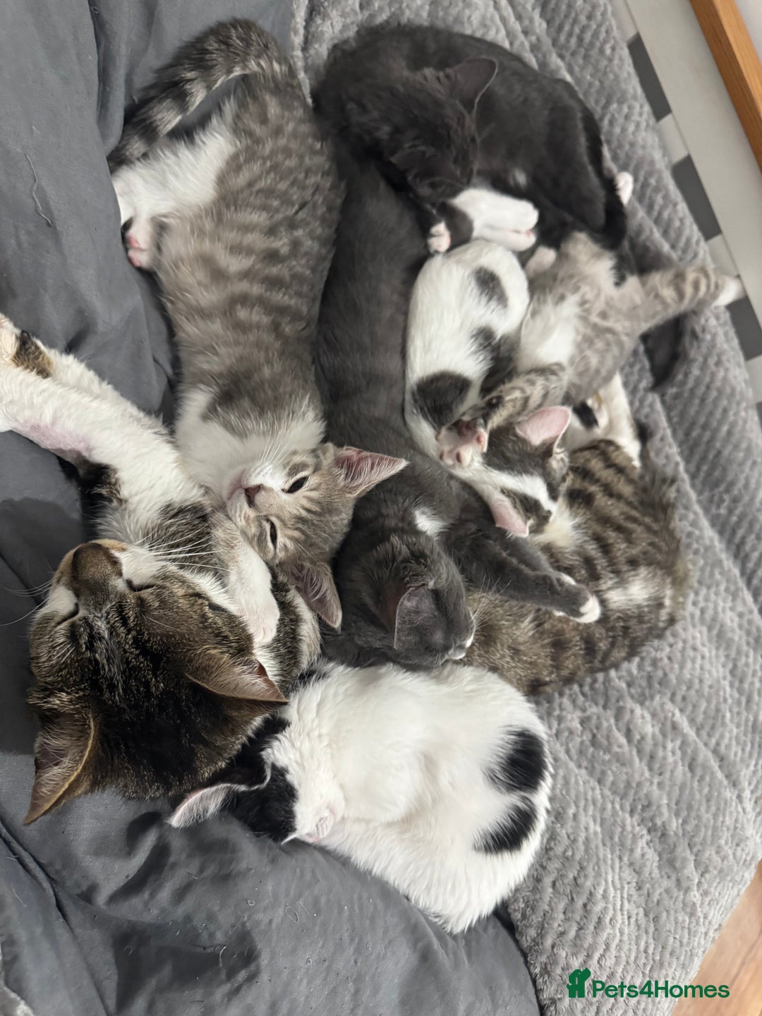 Domestic Shorthair cats for sale: beautiful kittens ready to leave now FEMALE in Luton - Image 2