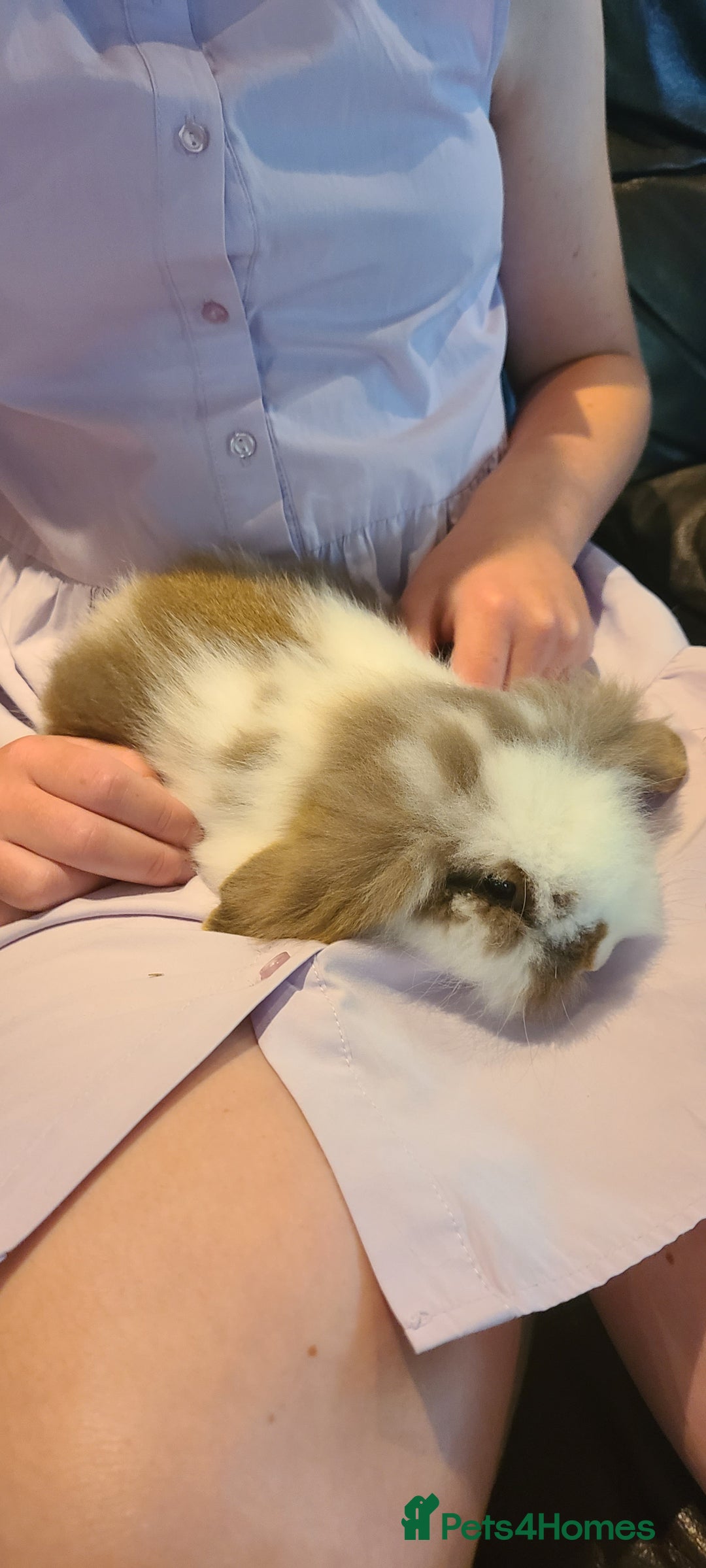Mixed Breed rabbits for sale: Friendly bunnies ready to go - Image 3
