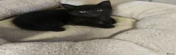 Mixed Breed cats for sale: Adorable kittens  - Advert 10