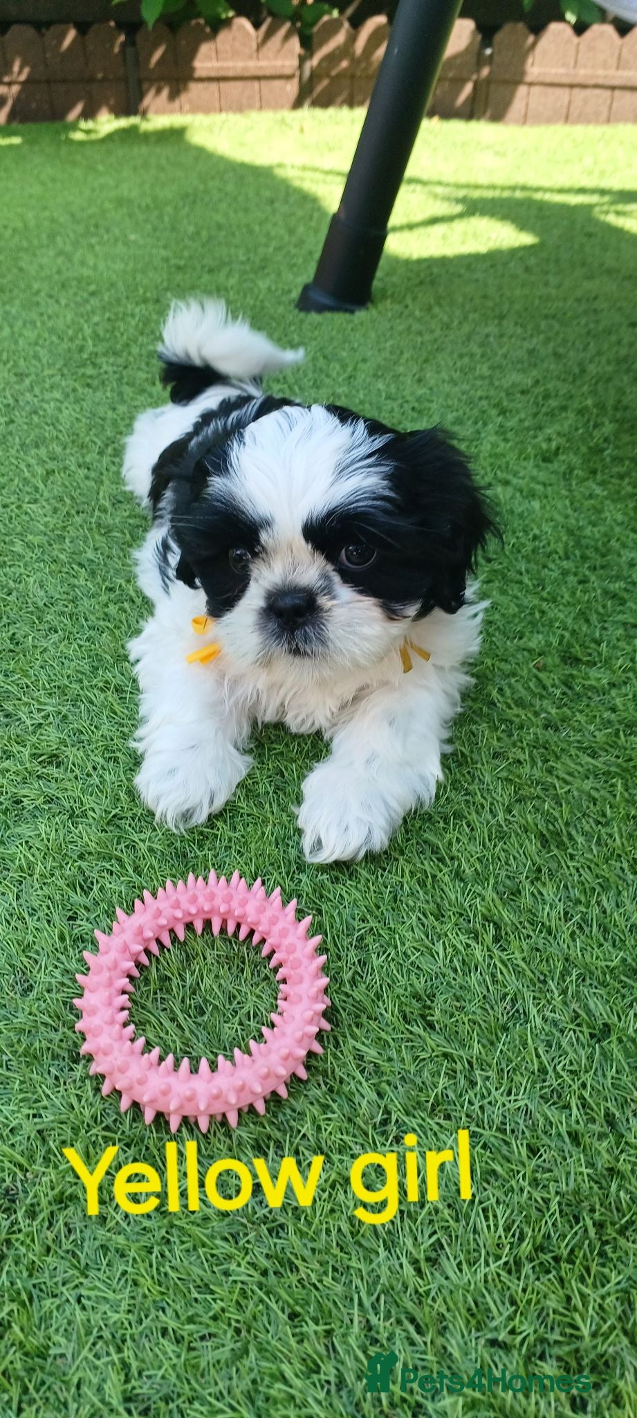 Shih Tzu dogs Shih Tzu puppies for sale  - Advert 2