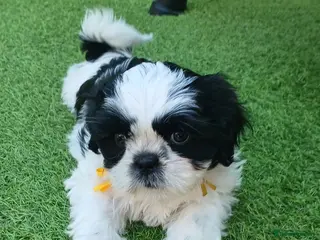 Shih Tzu dogs Shih Tzu puppies for sale - Advert 2