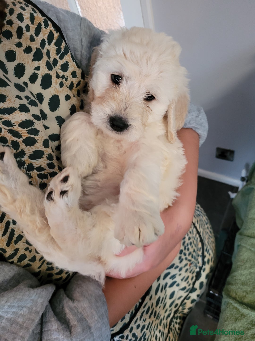 Goldendoodle dogs for sale: Goldendoodles F1, both parents hip scored          - Advert 23