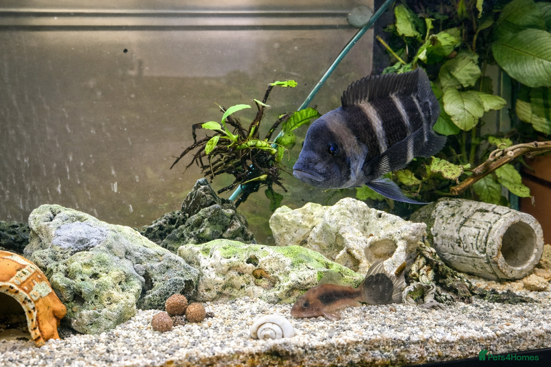 Cichlids fish for sale: Cyphotilapia Frontosa – Adult Cichlid for Rehoming - Advert 1