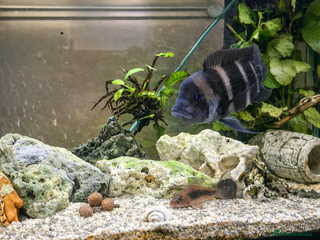 Cichlids fish Cyphotilapia Frontosa – Adult Cichlid for Rehoming - Advert 10