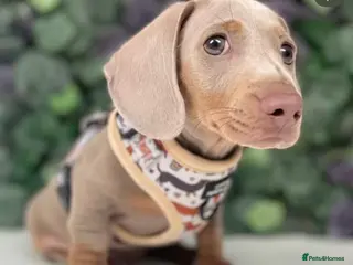 Miniature Dachshund dogs Isabella Blue Dachshund - Advert 16