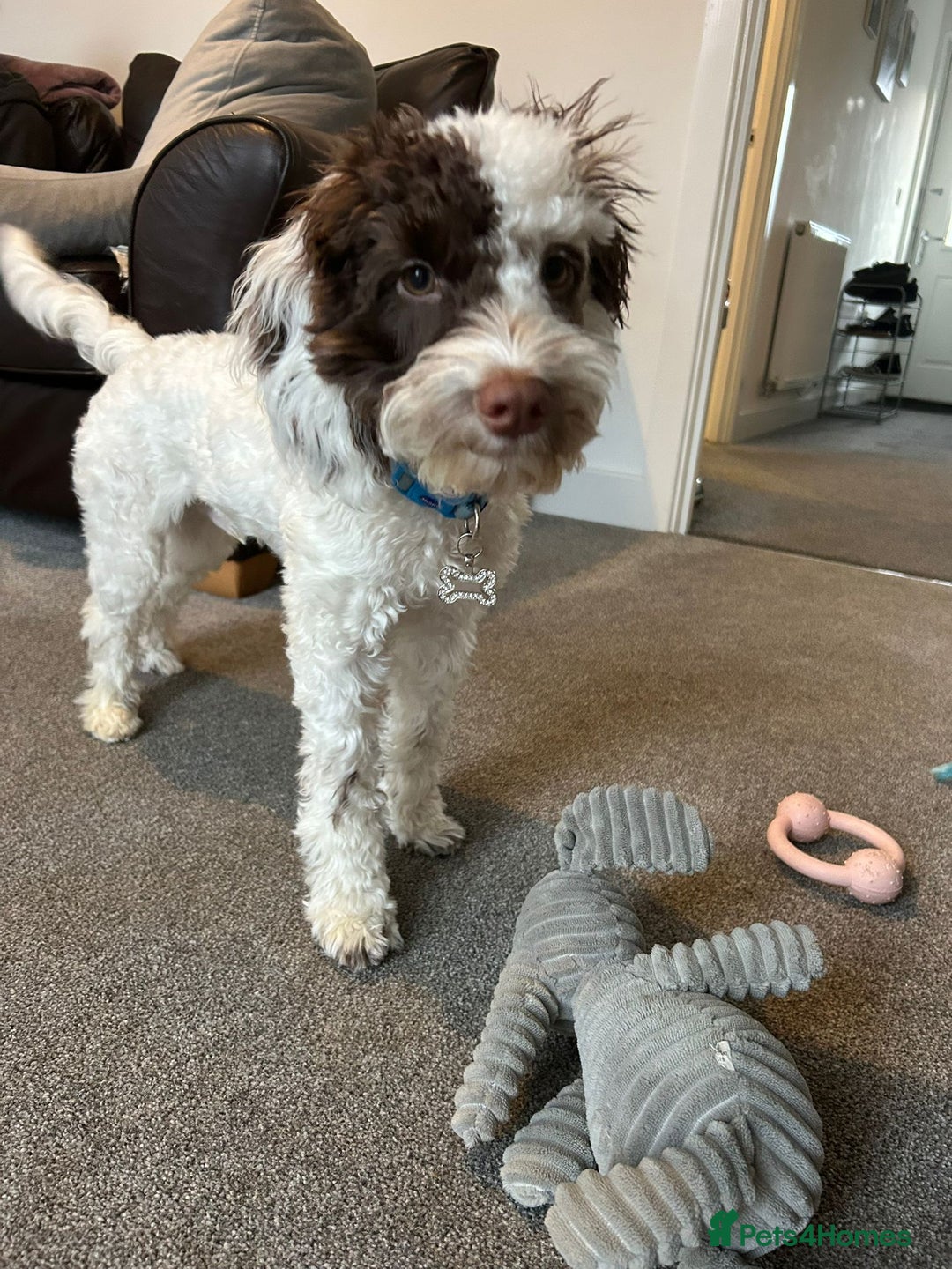 Cockapoo dogs for sale: 6 months old boy cockapoo  - Advert 3