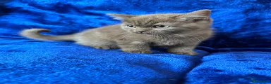 British Shorthair 2