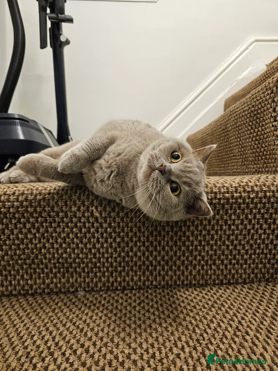 British Shorthair cats for sale: British shorthair lilac male in Dudley - Advert 2