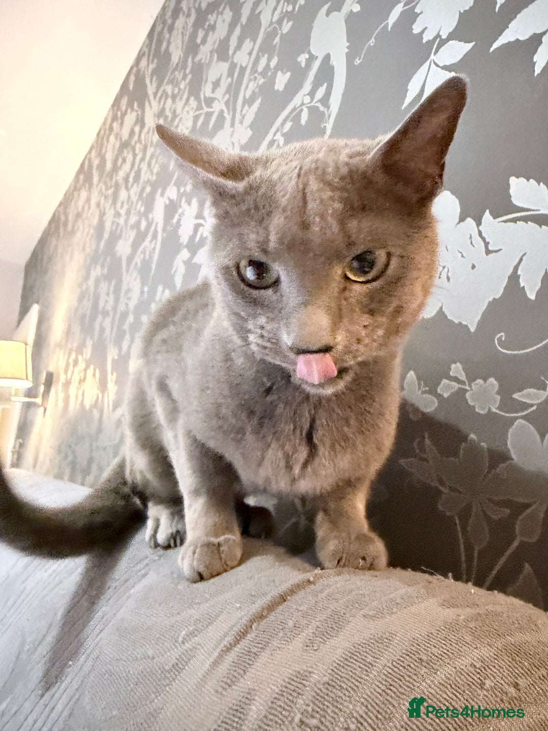 Russian Blue cats for sale:  friendly Russian blue excellent with kids - Advert 13